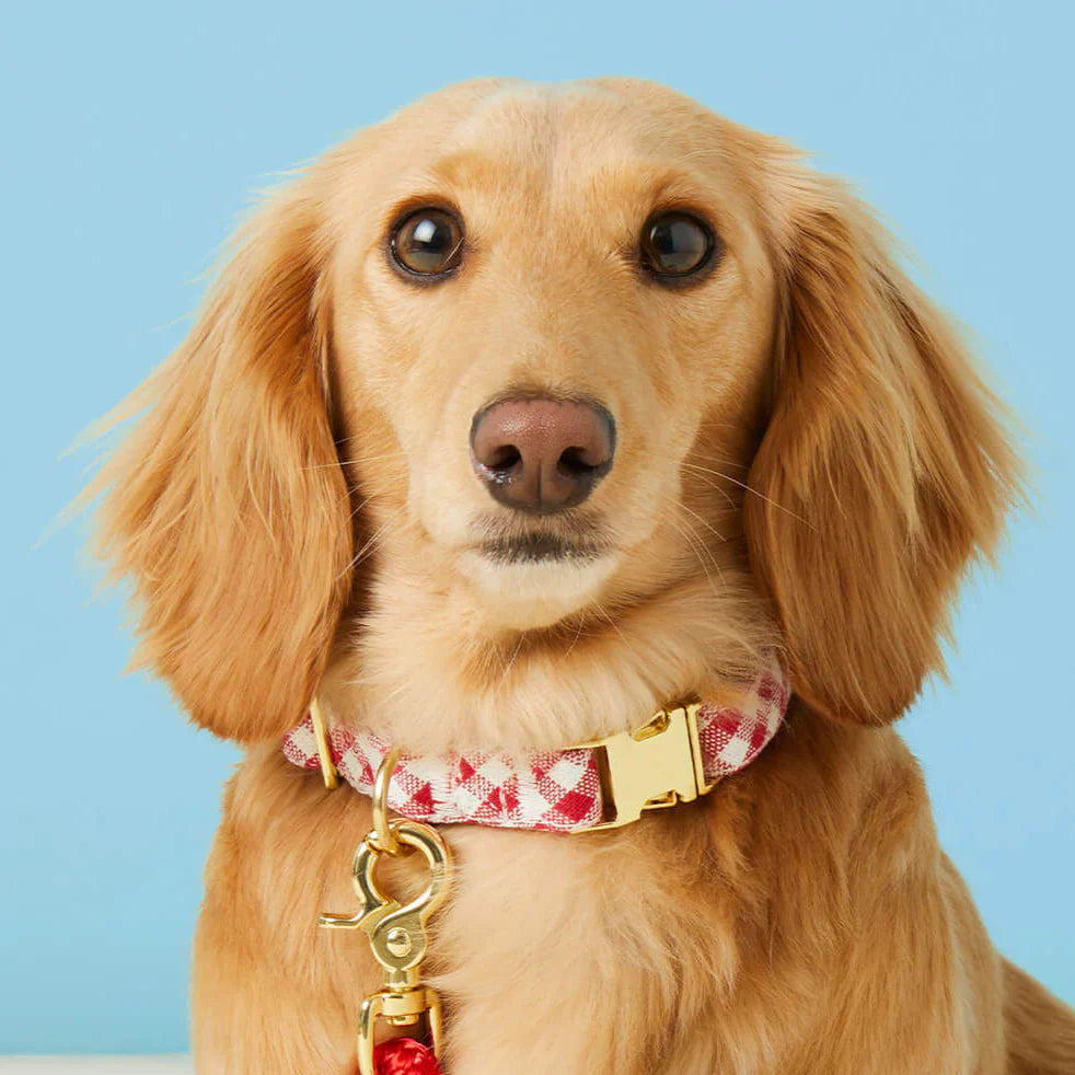 Fall Dog Collar